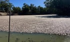 ‘The smell is next level’: millions of dead fish spanning kilometres of Darling-Baaka river begin to rot