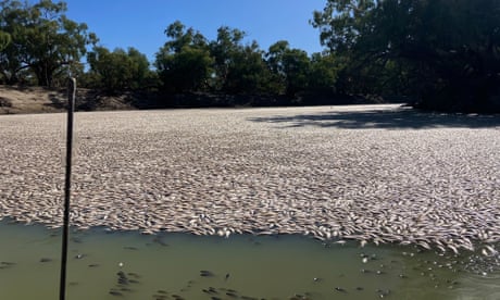 ‘Unfathomable’: millions of dead fish blanket river near Menindee in latest mass kill