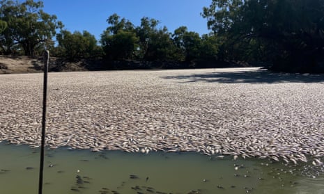 Dead fish In the Darling-Baaka River at Menindee in NSW