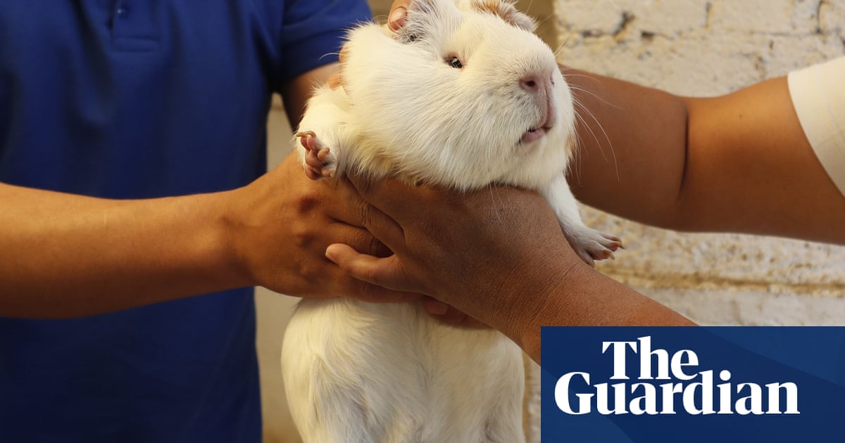 Roasted Curried Sweetened Guinea Pig Meat Returns To The Plates Of Peru Global Development The Guardian