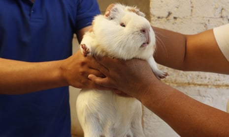 María del Carmen Pilapana chooses a guinea pig at a farm in Ecuador. The animals are typically cooked with salt and served with potatoes and peanut sauce, but Pilapana serves them as a cold dessert