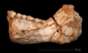 The first almost complete adult mandible discovered at the site of Jebel Irhoud. The bone morphology and the dentition display a combination of archaic and evolved features.