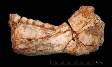 The first almost complete adult mandible discovered at the site of Jebel Irhoud. The bone morphology and the dentition display a combination of archaic and evolved features.