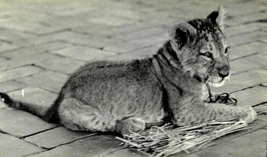 Singh the lion cub, two months old, on the roof of the Hotel Excelsior, Naples, on 21 April 1935, days before he was introduced to Mussolini in Rome