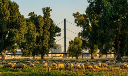 Sheep graze on the Rhine meadows, near Oberkassel.