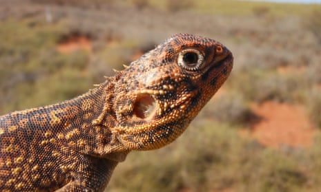 Most of the animals relocated from the Wheatstone LNG plant site were reptiles, like this central netted dragon (Ctenophorus nuchalis).
