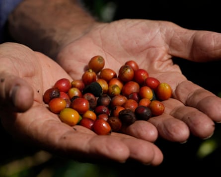 Países produtores de café estão ficando quentes demais para cultivar grãos, revela análise