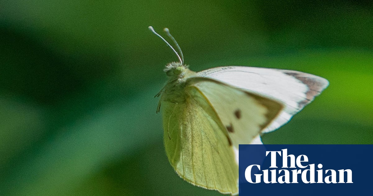 Country diary: Butterflies at the tennis? Now that’s what I call a winner | Lev Parikian