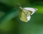 Country diary: Butterflies at the tennis? Now that’s what I call a winner | Lev Parikian