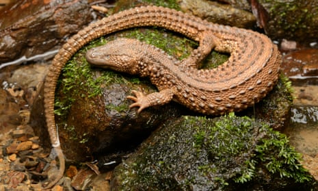 An earless monitor lizard (<em>Lanthanotus borneensis</em>). Pairs can sell for around €5,000. 