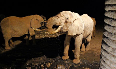 Elephants with tusks drink water from the ground at night
