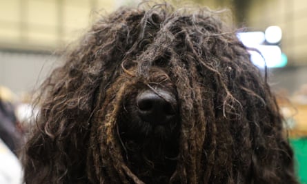A Hungarian puli gets ready to compete.