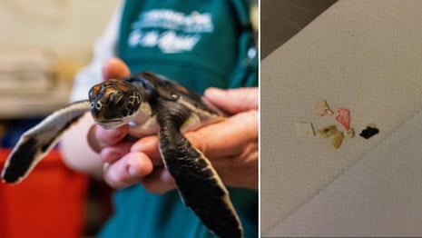 Rescued green turtle hatchling poos pure plastic for six days straight – video