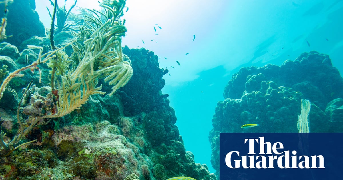 An ambitious new project in Florida is giving marine scientists hope: ‘I just see so much potential’