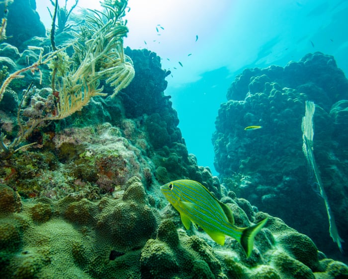 An ambitious new project in Florida is giving marine scientists hope: ‘I just see so much potential’ — image supplied by The Guardian US's feed