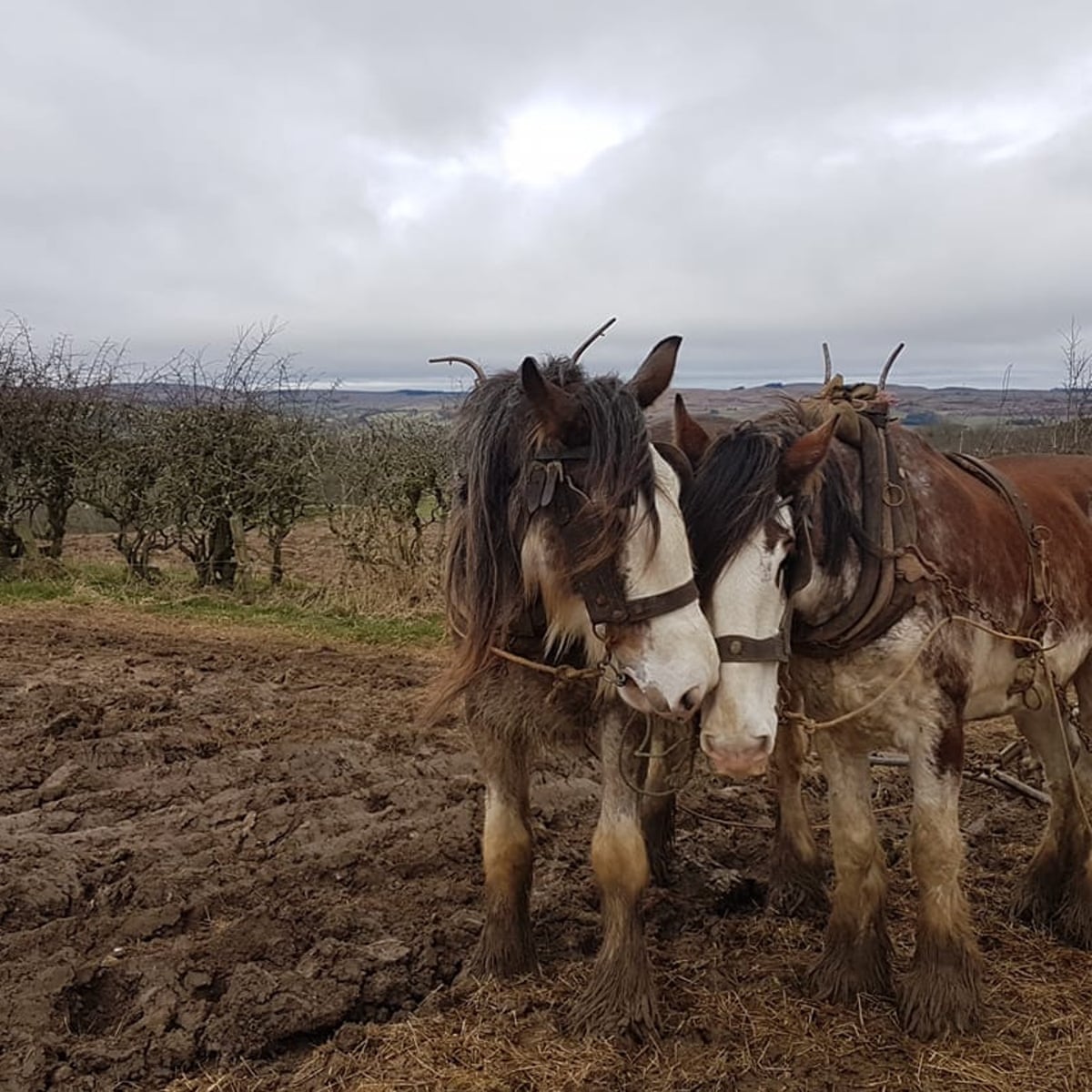 Farm Horses Working farm-horses-working
