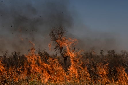ألسنة اللهب والضباب الحراري في حرائق الغابات.