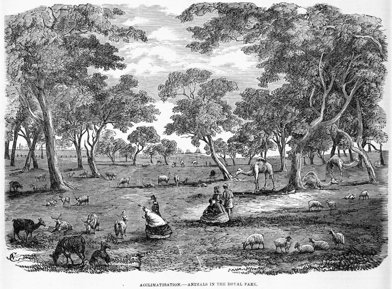 ‘Acclimatisation’: artist Edgar Ray’s depiction of animals in Royal Park, Melbourne, from the Illustrated Australian Mail, 1862.