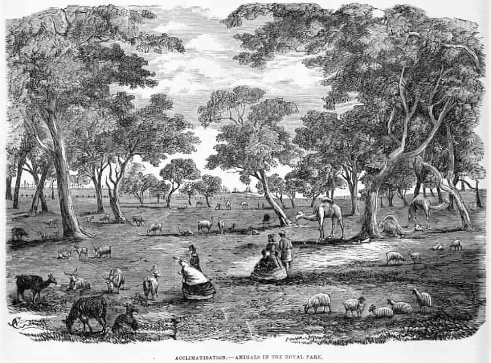 „Aklimatizacija“: menininko Edgaro Ray'aus gyvūnų vaizdavimas Karališkajame parke, Melburne, iš iliustruoto Australijos pašto, 1862 m.