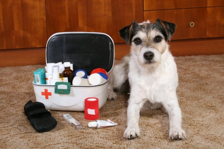 A dog sitting next to a first aid box