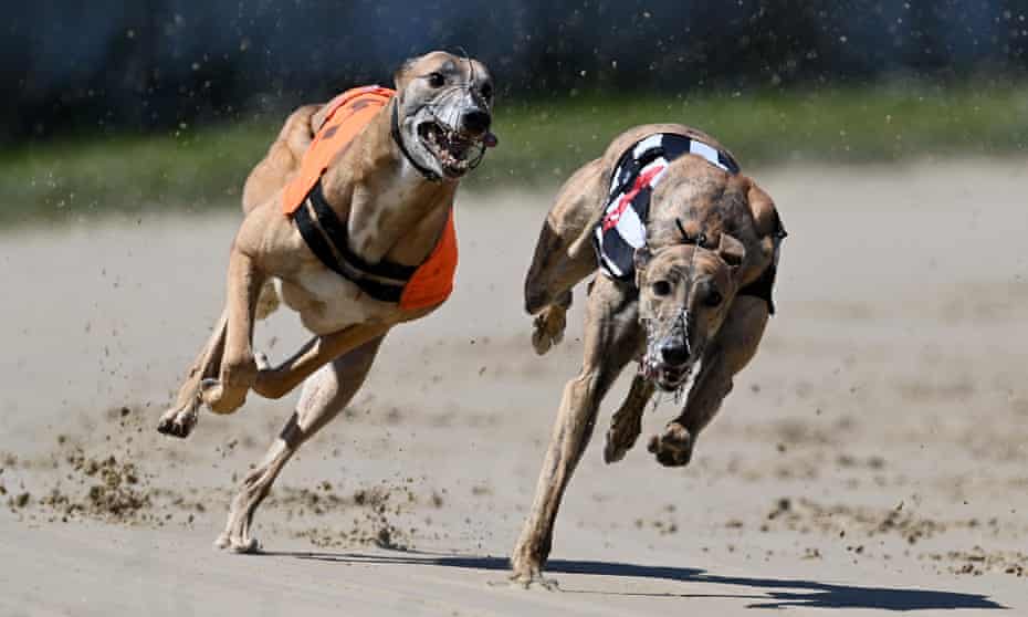 Greyhounds racing in