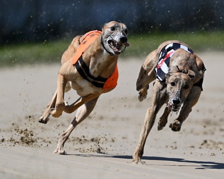 Two greyhounds racing around a track