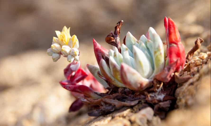 A weather beaten Dudleya Echeveria flower on the warm, salty rocks of California’s Big Sur coastline.