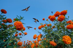 Birds in Flight. Through the Marigolds. The fields of marigolds around the village of Hiware Bazar are a sight to behold, and seeing the flocks of swallows skimming over them gave me the idea for this photo. I noticed that some of the birds kept feeding over the same area and set up my camera so that I could fire it with a remote. This is one of the many thousands of photos I took and is the one I am most pleased with.’
