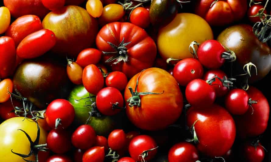 Still life of a variety of heritage tomatoes