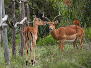 Impalas among trees