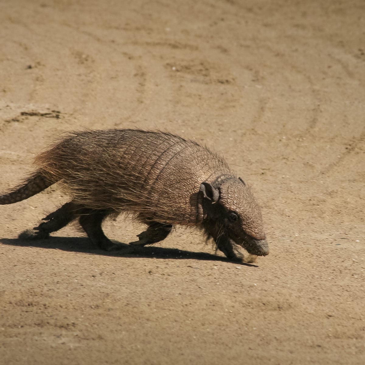 Home to the screaming hairy armadillo: the forest the world forgot |  Environment | The Guardian