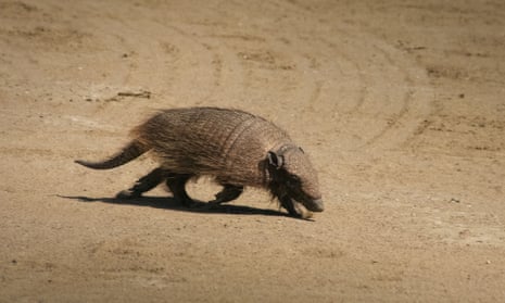 The screaming hairy armadillo, one of the many species under threat in the Gran Chaco forest.
