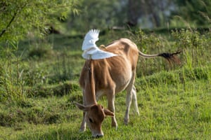 Living up to its name, a cattle egret flies onto the back of a cow in Dharamshala, India