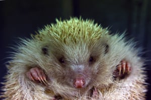 Um ouriço europeu loiro descansa no Prickly Pigs Hedgehog Rescue em Otley, Reino Unido. Os resgates de ouriços têm se tornado cada vez mais movimentados devido aos ouriços que saem da hibernação mais cedo como resultado das mudanças climáticas