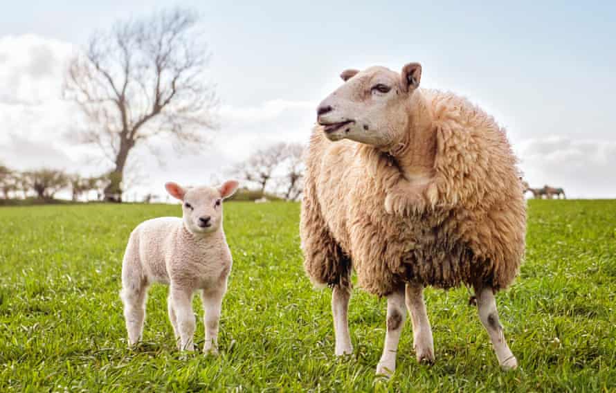 Una oveja y su cordero disfrutando del buen tiempo en el campo en una granja de Cumbria en Inglaterra, Reino Unido.