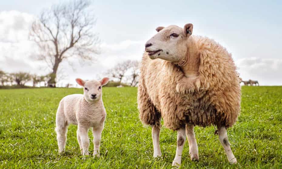 A ewe and lamb in a field.