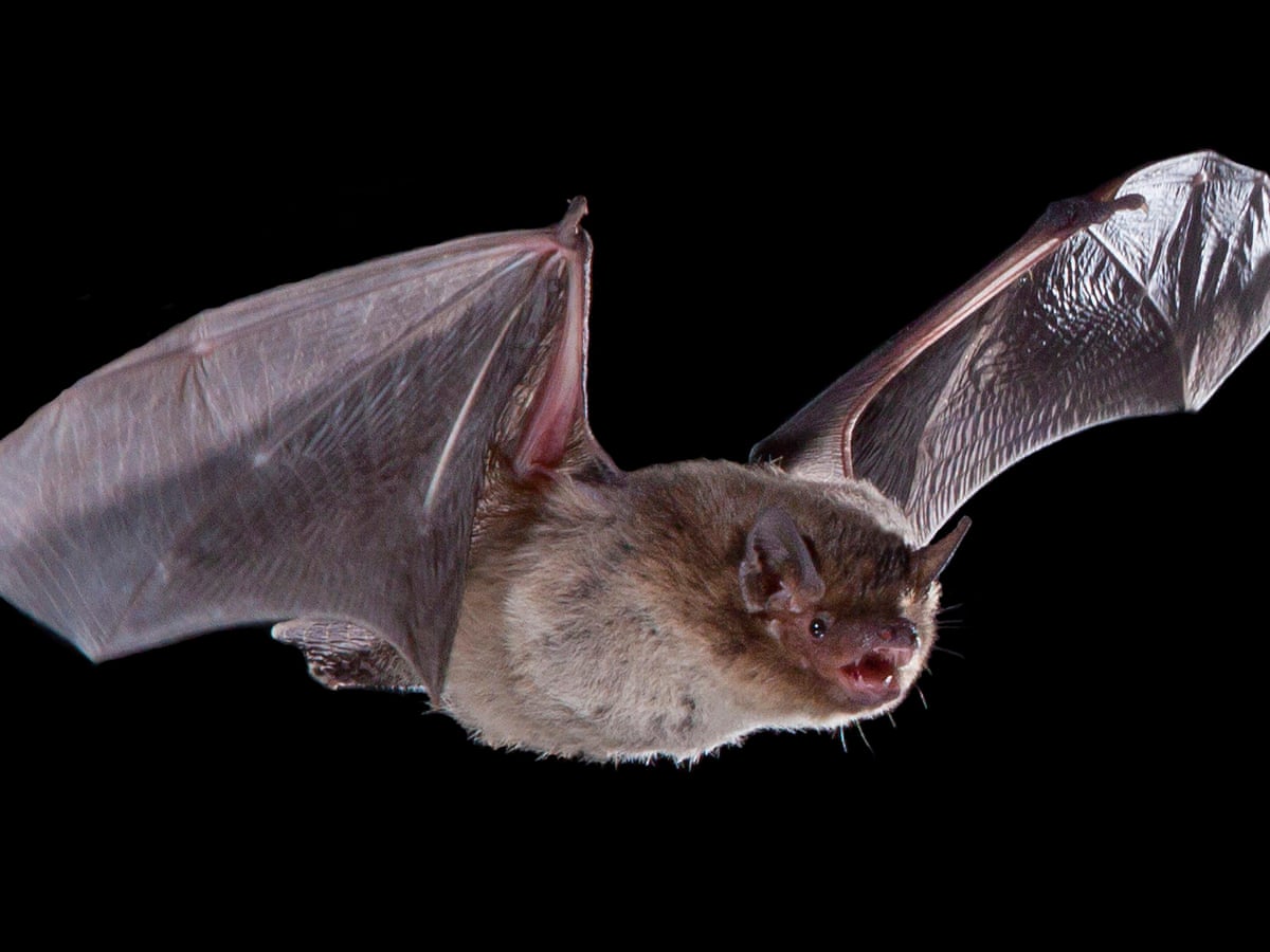 Olympian' bat killed by cat after record flight from UK to Russia | Animals  | The Guardian