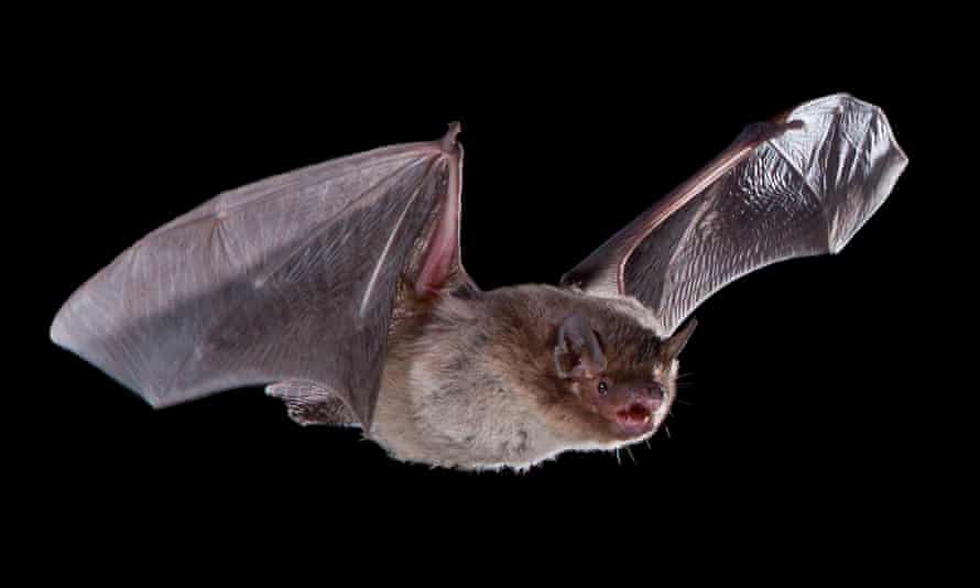 A Nathusius' pipistrelle hunting at night