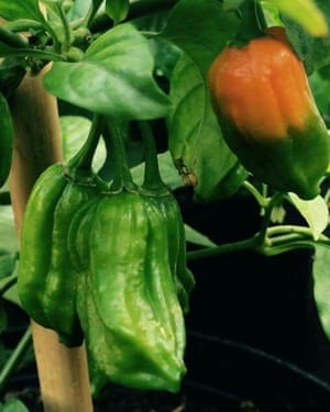 Hacer 2017 su año de jardinería 2 ‘Bengali Naga’ chilli plant