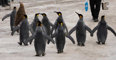Penguins walking on ice