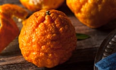 Close-up of a golden nugget mandarin, a variety of mandarin with a globular shape, deep-orange hue and wrinkled skin.