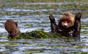 Cheering sea otterPenny Palmer wins highly commended for her happy sea otter in California, US.