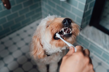 A dog having their teeth cleaned in a bathroom
