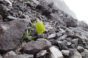 A plant used in traditional Chinese medicine has evolved to become less visible to humans, research shows. Scientists found that the Fritillaria delavayi, which lives on the rocky slopes of the Hengduan mountains, matches its background most closely in areas where it is heavily harvested. This suggests humans are driving the evolution of this species into new colour forms because better-camouflaged plants have a higher chance of survival. The study was carried out by the Kunming Institute of Botany at the Chinese Academy of Sciences and the University of Exeter, UK