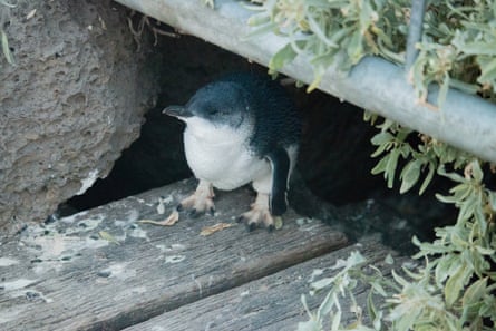 The little penguin colony is thriving.