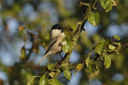 A rare sighting of a willow tit in England.