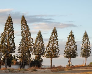 Larnaca, Cyprus ‘I came across these tall trees during a walk near the Salt Lake. They were dominating the skyline and had to take a picture of this majestic view.’