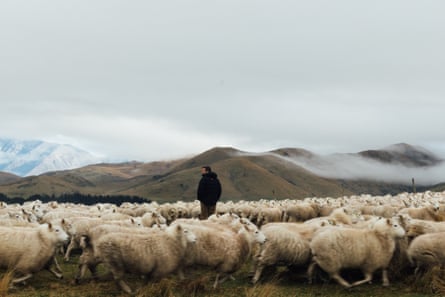 Hamish Guild moves his sheep to lower ground on High Peak station