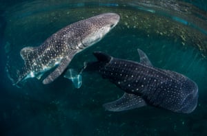 The whale sharks are released from the sea pen.