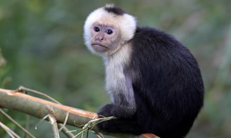 The monkey involved in the attack may have been one of the capuchin monkeys used to play ‘Jack the monkey’.